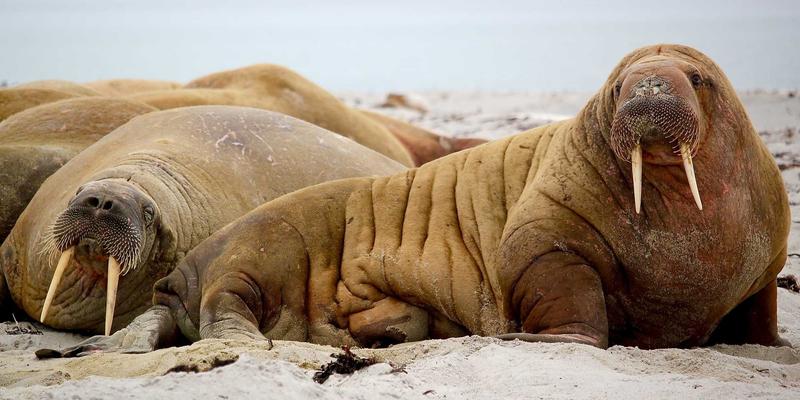 智能喷码包装系统与MES系统集成：实现包装材料全流程追溯与效率跃升